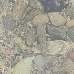 Gobiomorphus breviceps