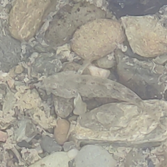 Gobiomorphus breviceps