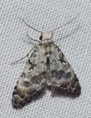 Nola semograpta