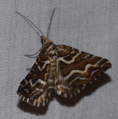 Melitulias leucographa