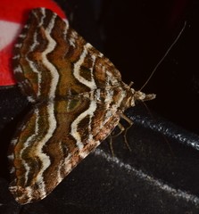 Melitulias leucographa