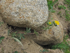 Potentilla recta pilosa