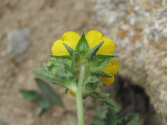 Potentilla recta pilosa