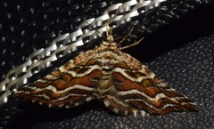 Melitulias leucographa