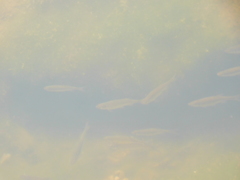 Notemigonus crysoleucas