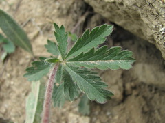 Potentilla recta pilosa