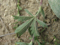 Potentilla recta pilosa