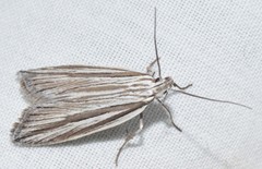 Bida radiosella