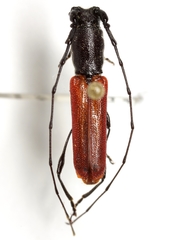 Ancylocera bicolor