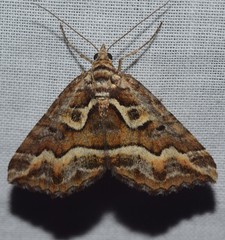 Melitulias graphicata