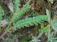 Potentilla pimpinelloides