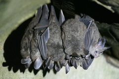 Chrotopterus auritus