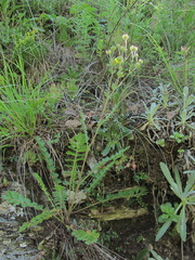 Potentilla pimpinelloides