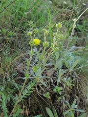 Potentilla pimpinelloides