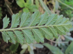 Potentilla pimpinelloides