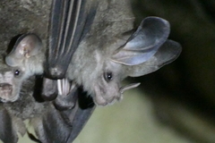 Chrotopterus auritus