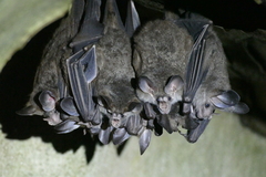 Chrotopterus auritus