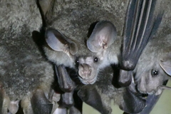 Chrotopterus auritus