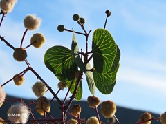 Senegalia crassifolia