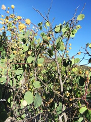 Senegalia crassifolia