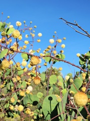 Senegalia crassifolia