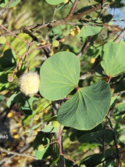 Senegalia crassifolia