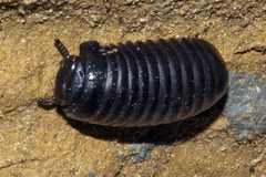 Zephroniidae