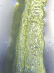 Dicranum condensatum