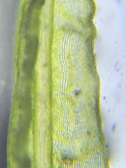 Dicranum condensatum