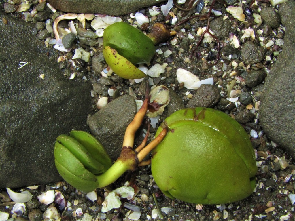 White Mangrove