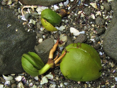 Avicennia marina iNat (1)
