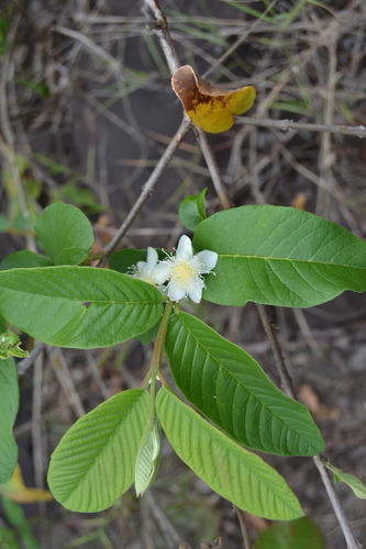 Psidium guajava observed 2017-08-15