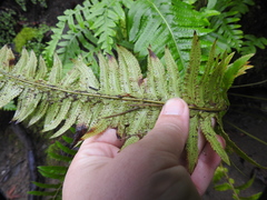 Polystichum californicum × munitum