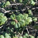 Wart-stemmed Ceanothus - Photo (c) alexfern, some rights reserved (CC BY-NC)