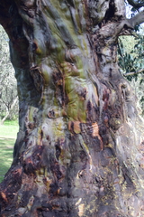 Eucalyptus stellulata