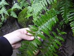Polystichum californicum × munitum