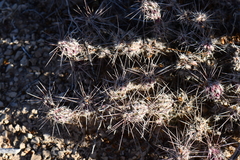 Grusonia grahamii