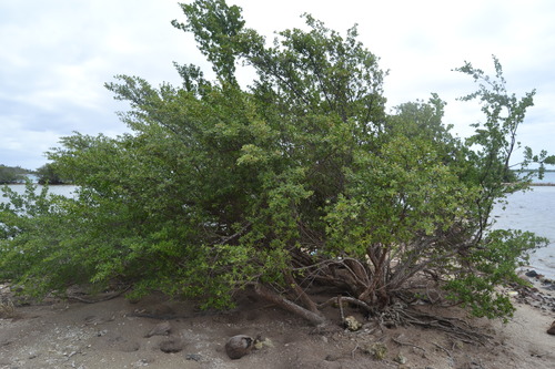 Pemphis acidula observed 2017-08-16