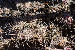 Grusonia grahamii