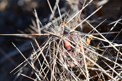 Grusonia grahamii