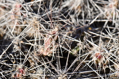 Grusonia grahamii