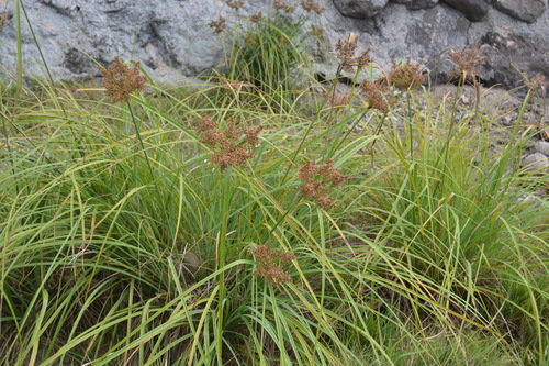 Cyperus javanicus observed 2017-08-16