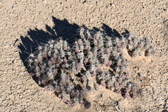 Grusonia grahamii