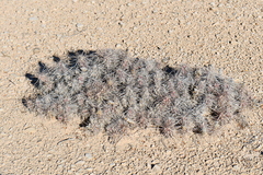 Grusonia grahamii