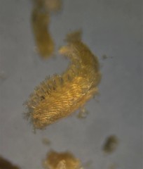 Chrysopetalidae