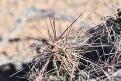 Grusonia grahamii