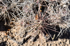 Grusonia grahamii