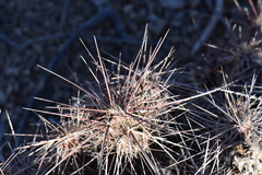 Grusonia grahamii