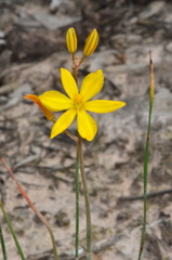Bulbine semibarbata