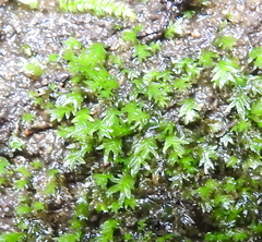 Fissidens crispus